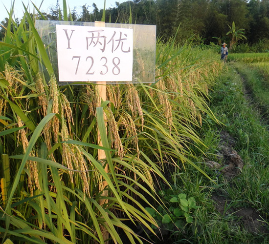 Y�Ƀ�(y��u)7238-ˮ���N��-�зN���F(tu��n)