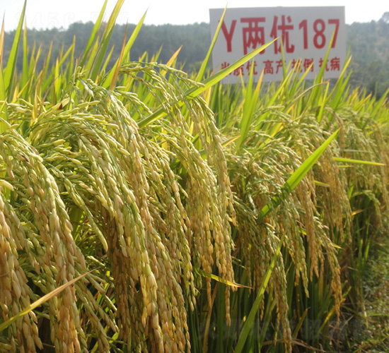 Y兩優(yōu)187-水稻種子-中種集團(tuán)