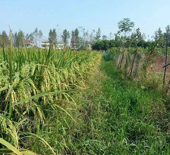 中9優(yōu)168-水稻種子-中種集團