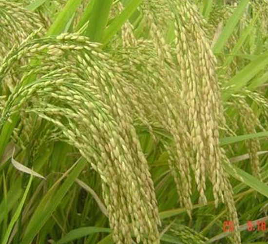 ��(y��u)��22-ˮ���N��-�зN���F(tu��n)