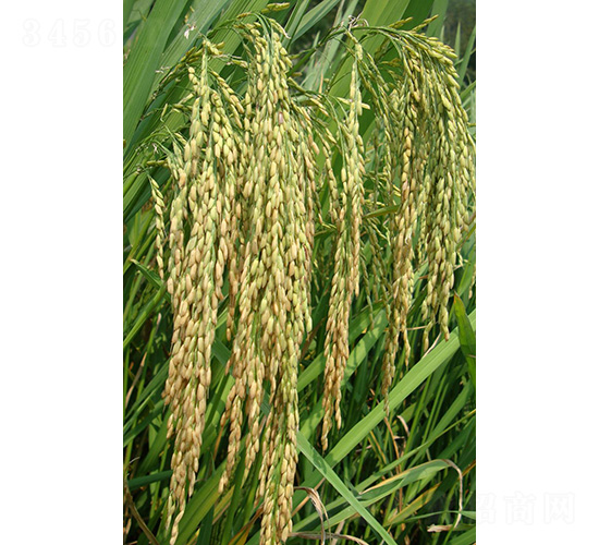 ��(l��)��(y��u)107-ˮ���N��-�зN���F(tu��n)