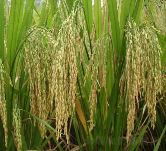 宜香優(yōu)208-水稻種子-中種集團