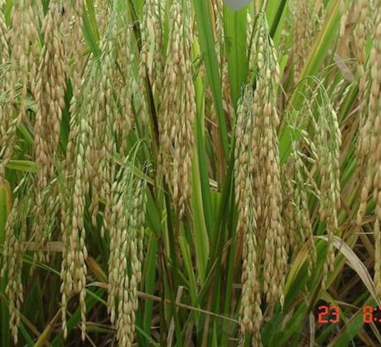 綿5優(yōu)142-水稻種子-中種集團