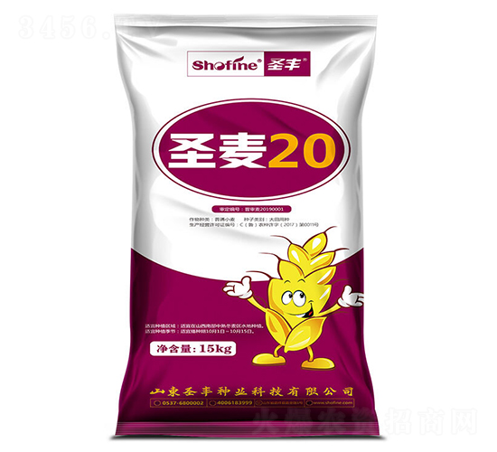 圣麥20-小麥種子-圣豐種業(yè)