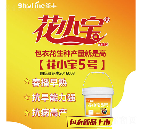 花小寶5號-花生種子-圣豐種業(yè)