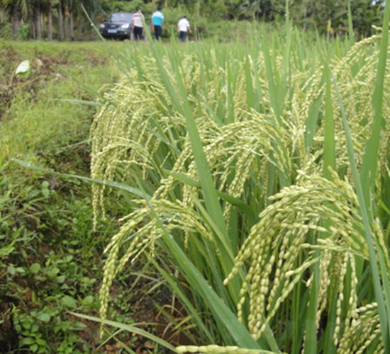 ��II��(y��u)4671-ˮ���N��-�зN���F(tu��n)