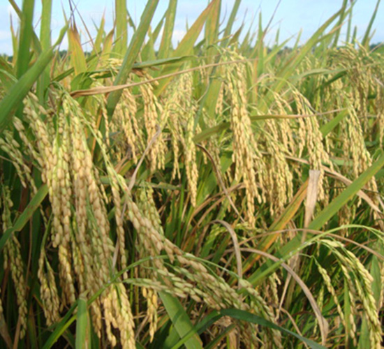 ��(y��u)202-ˮ���N��-�зN���F