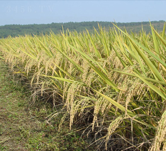 ���s629-ˮ���N��-�зN���F