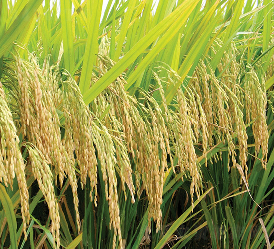 岳優(yōu)9113-水稻種子-中種集團(tuán)