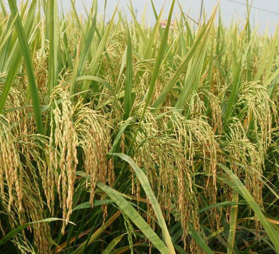 岳優(yōu)9264-水稻種子-中種集團(tuán)