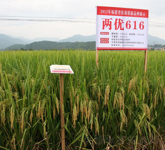 兩優(yōu)616-水稻種子-中種集團(tuán)