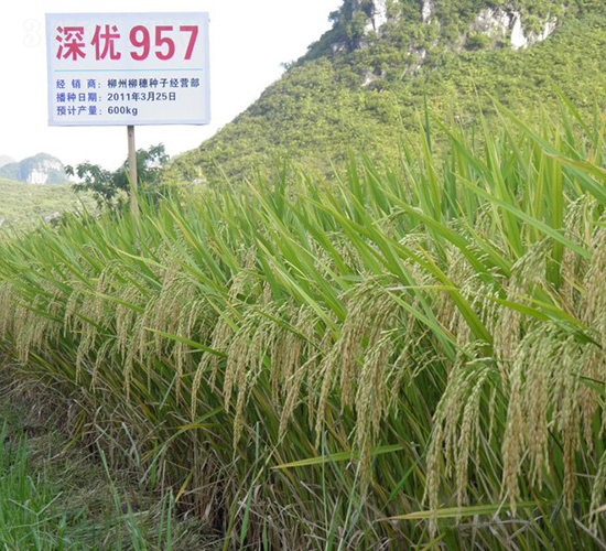 深優(yōu)957-水稻種子-中種集團(tuán)
