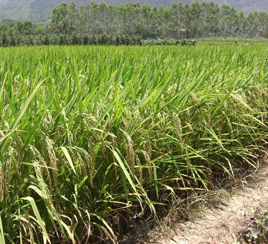 泰豐優(yōu)656-水稻種子-中種集團