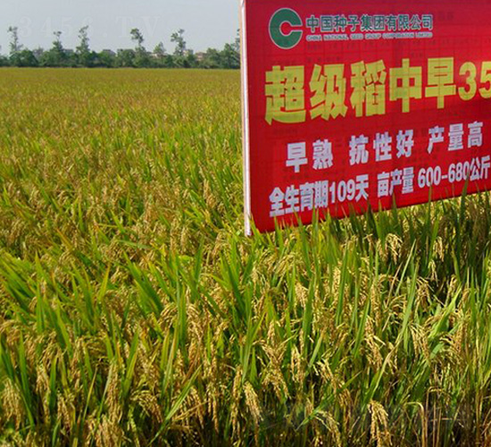 中早35-水稻種子-中種集團(tuán)
