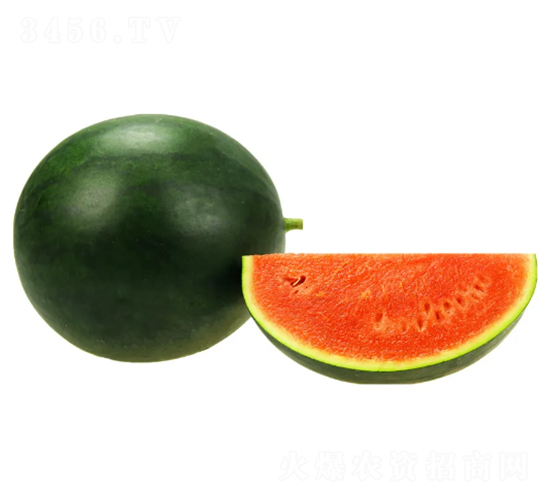 翠鳥-西瓜種子-克勤種子