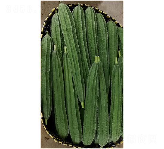 華翠-絲瓜種子-克勤種子