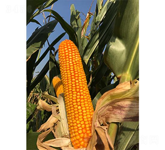 �x��73̖(h��o)-���׷N��-�f����r(n��ng)