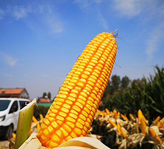 ��123-���׷N��-�f����r(n��ng)