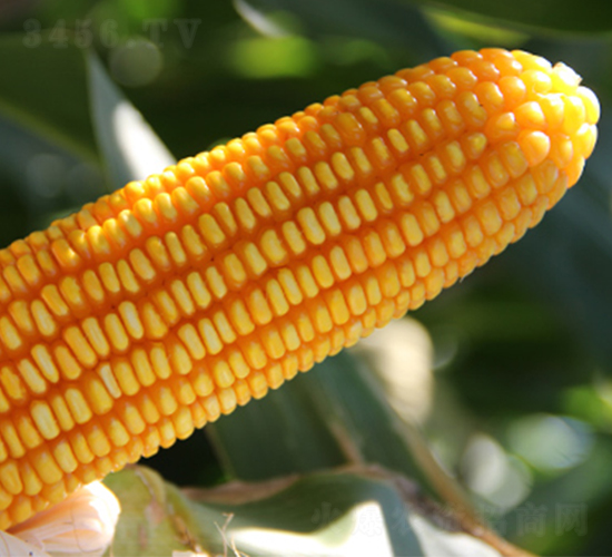 ��5̖(h��o)-���׷N��-�f(w��n)����r(n��ng)