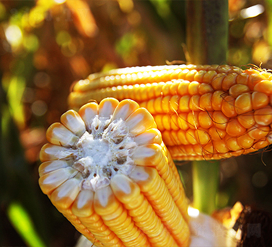 SPR京科968-玉米種子-萬(wàn)向德農(nóng)