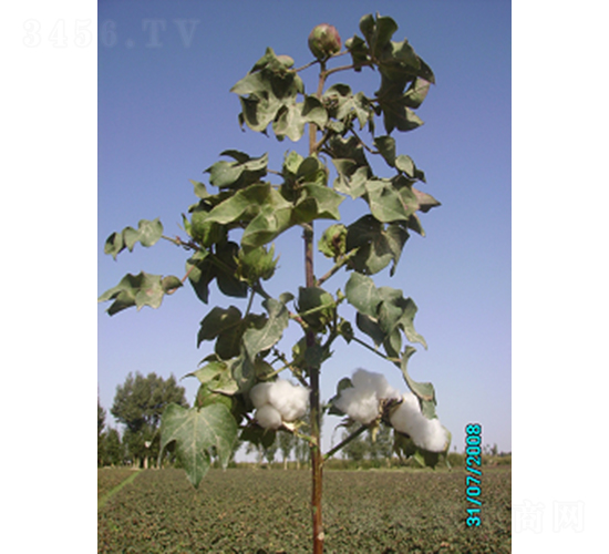 敦棉431-棉花種子-敦煌種業(yè)