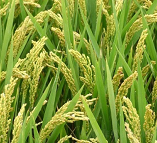 ԥ��8̖-ˮ���N��-�ػͷN�I(y��)