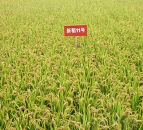 �µ�11̖(h��o)-ˮ���N��-�ػͷN�I(y��)