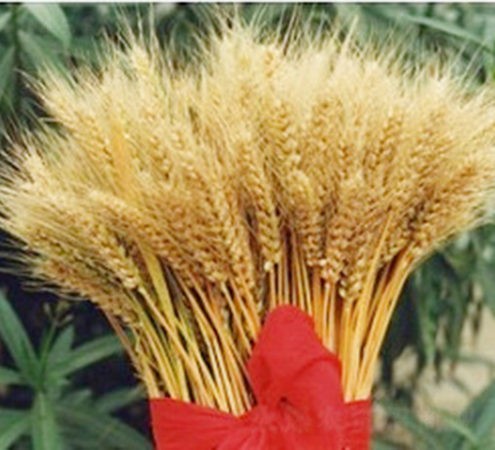 豫麥69號(hào)-小麥種子-敦煌種業(yè)