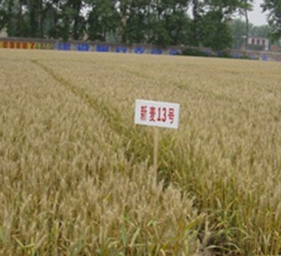 ����13̖-С���N��-�ػͷN�I(y��)