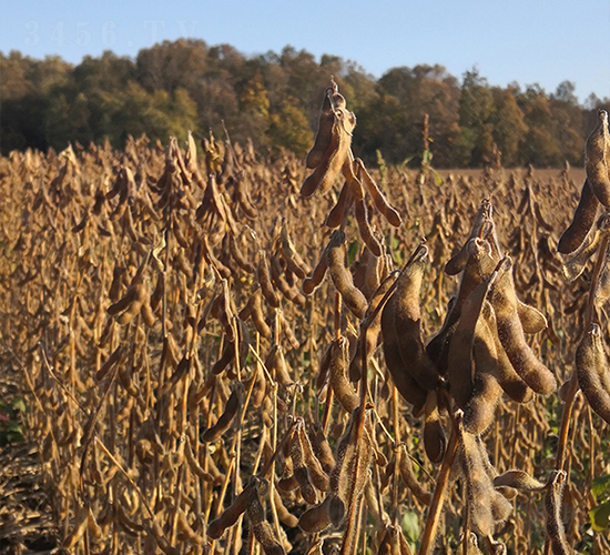 ��1885-�󶹷N��-���ƷN�I(y��)