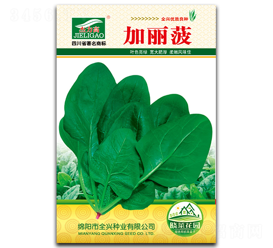 加麗菠-菠菜種子-全興種業(yè)