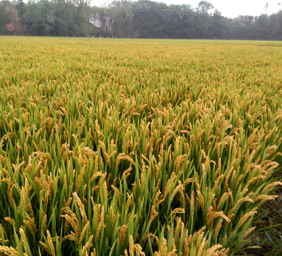 �Ŵ2̖(h��o)-ˮ���N��-��N�I(y��)