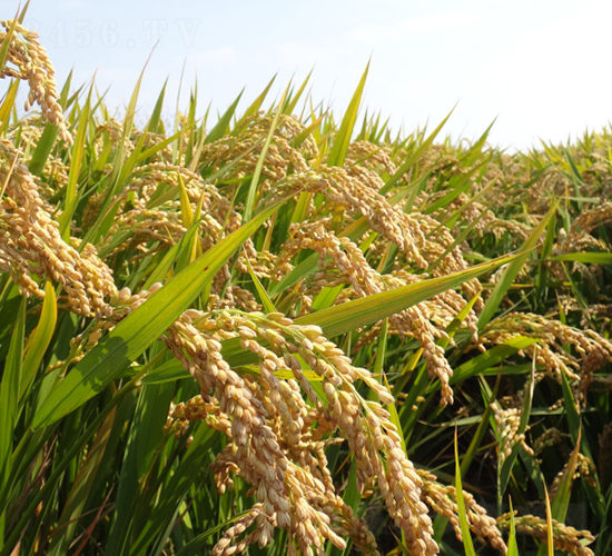 �����-ˮ���N��-��N�I(y��)