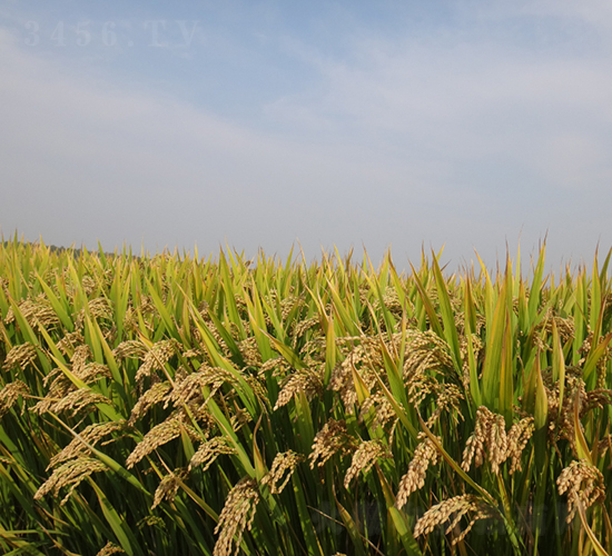 ������18̖(h��o)-ˮ���N��-��N�I(y��)