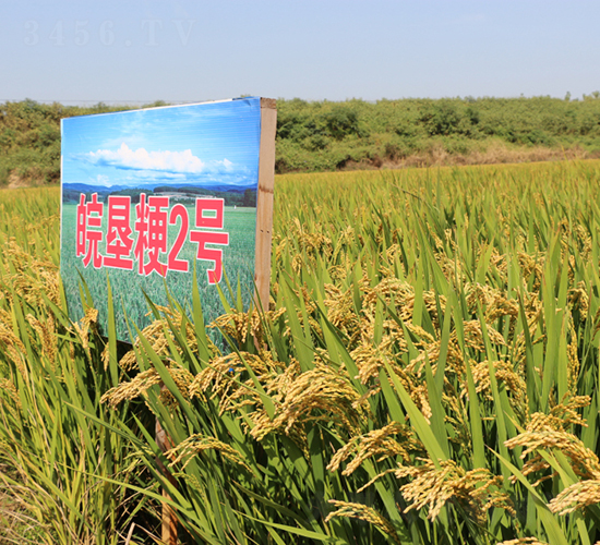 皖墾粳2號-水稻種子-皖墾種業(yè)