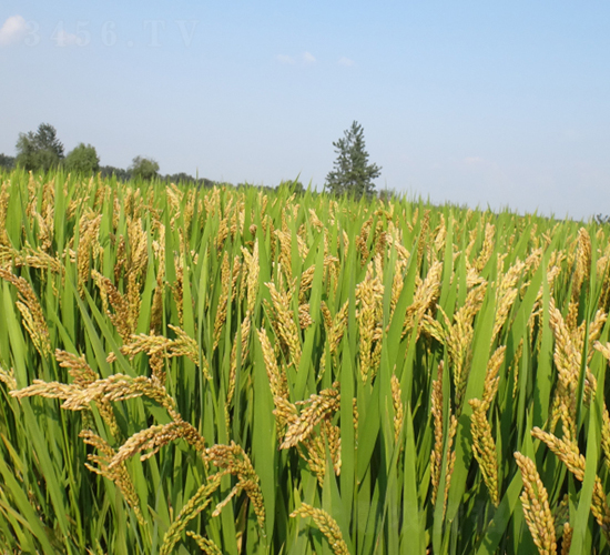 ���\(y��n)��27̖-ˮ���N��-��N�I(y��)