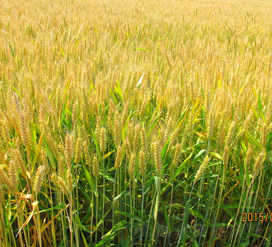 ����5̖-С���N��-��N�I(y��)