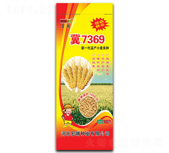 小麥冀7369-小麥種子-宏瑞種業(yè)