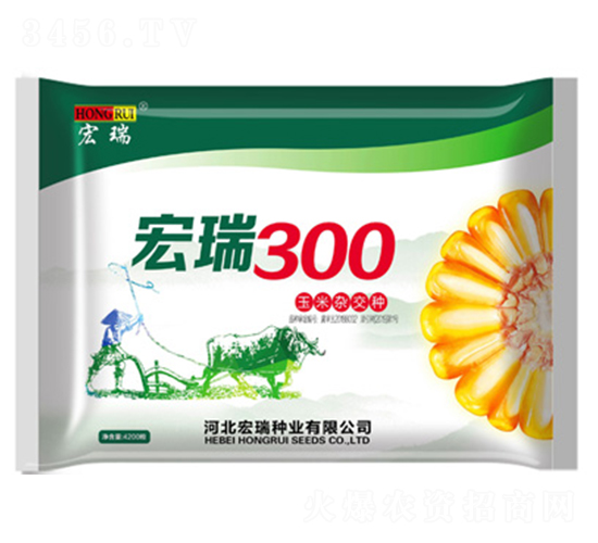 宏瑞300-玉米種子-宏瑞種業(yè)