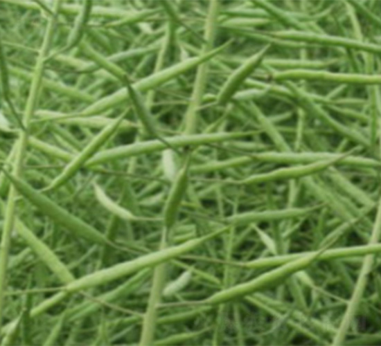 中核雜418-油菜種子-紅旗種業(yè)