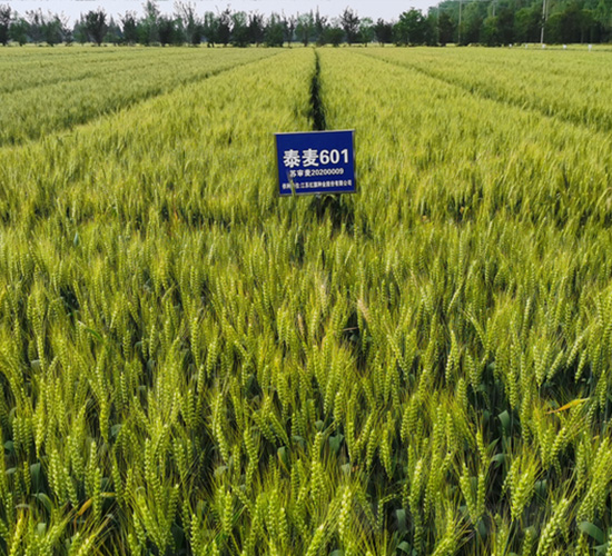泰麥-601-小麥種子-紅旗種業(yè)