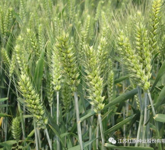 �K̩��1̖(h��o)-С���N��-�t��N�I(y��)