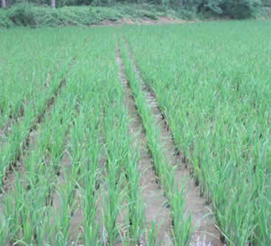 ����1A-ˮ���N��-�t��N�I(y��)