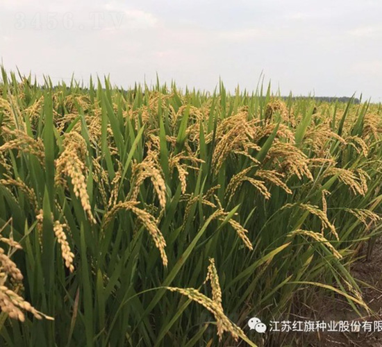 �R��20-ˮ���N��-�t��N�I(y��)