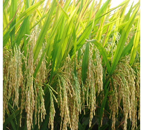 ����(y��u)938-ˮ���N��-�t��N�I(y��)