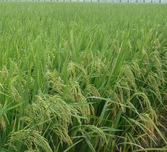 �Ƀ�(y��u)003-ˮ���N��-�t��N�I(y��)