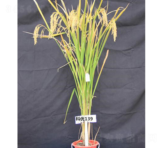 �ƃ�(y��u)139-ˮ���N��-�t��N�I(y��)