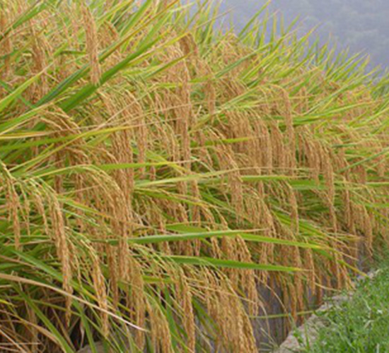 川香優(yōu)510-水稻種子-紅旗種業(yè)