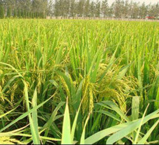 中南優(yōu)510-水稻種子-紅旗種業(yè)