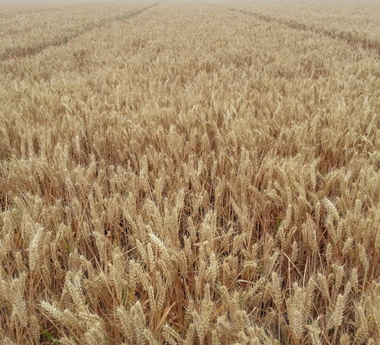 德研8號(hào)-小麥種子-德宏種業(yè)